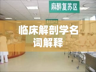 临床解剖学名词解释